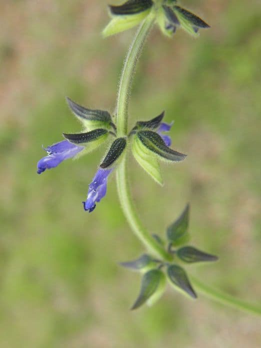 Salvia 7