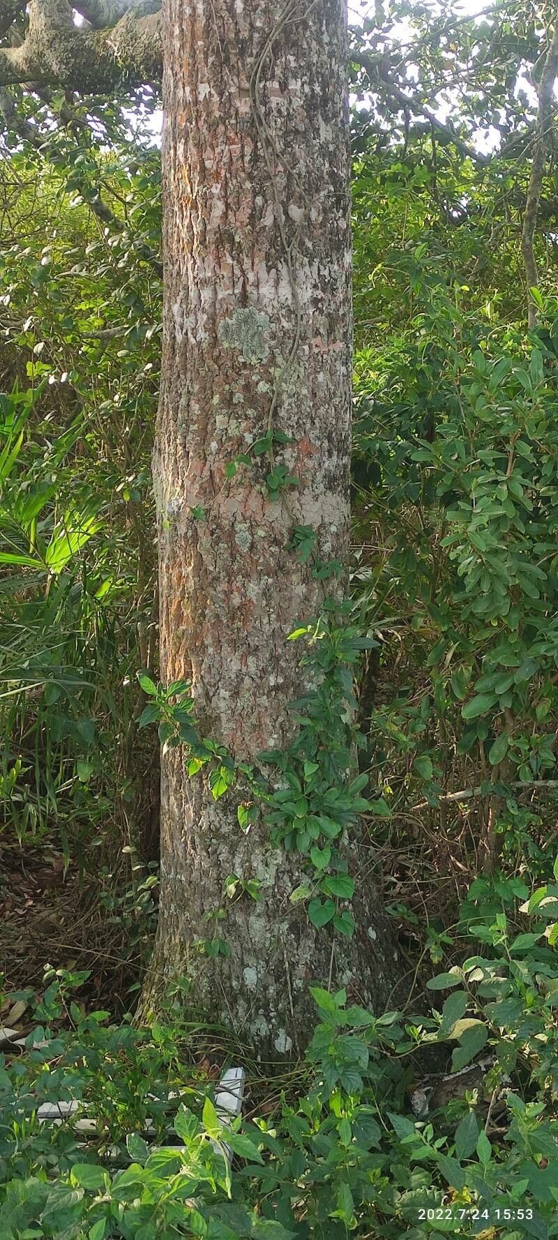 Syzygium 7