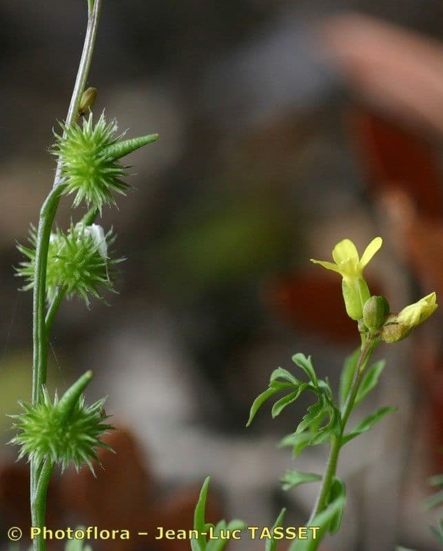 Succowia balearica 27
