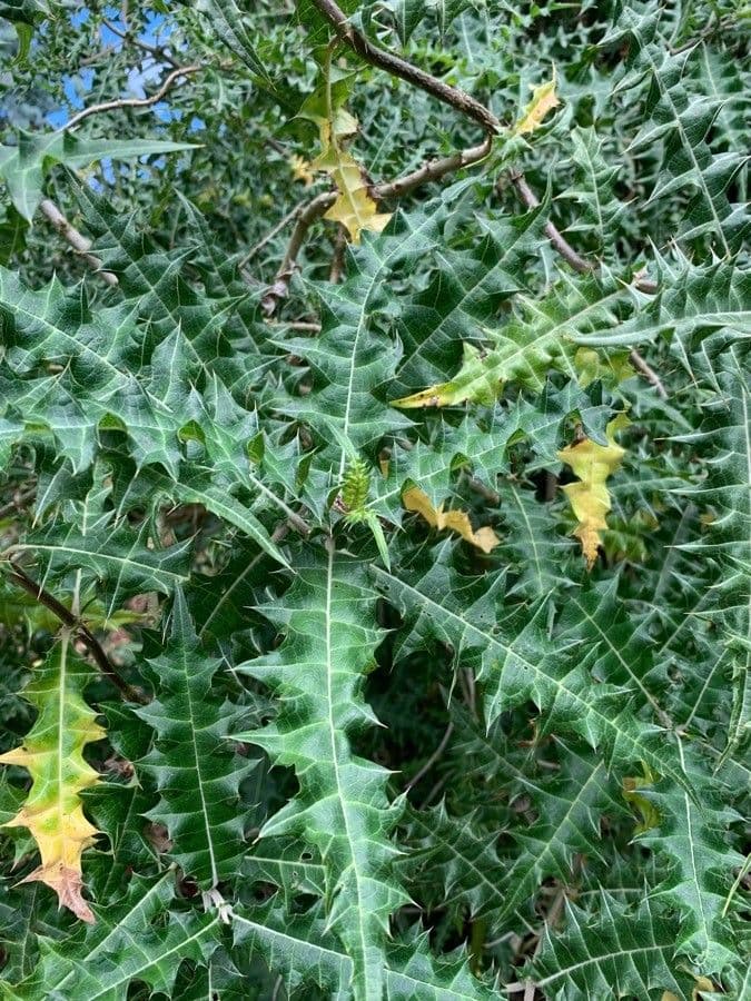 Acanthus 8