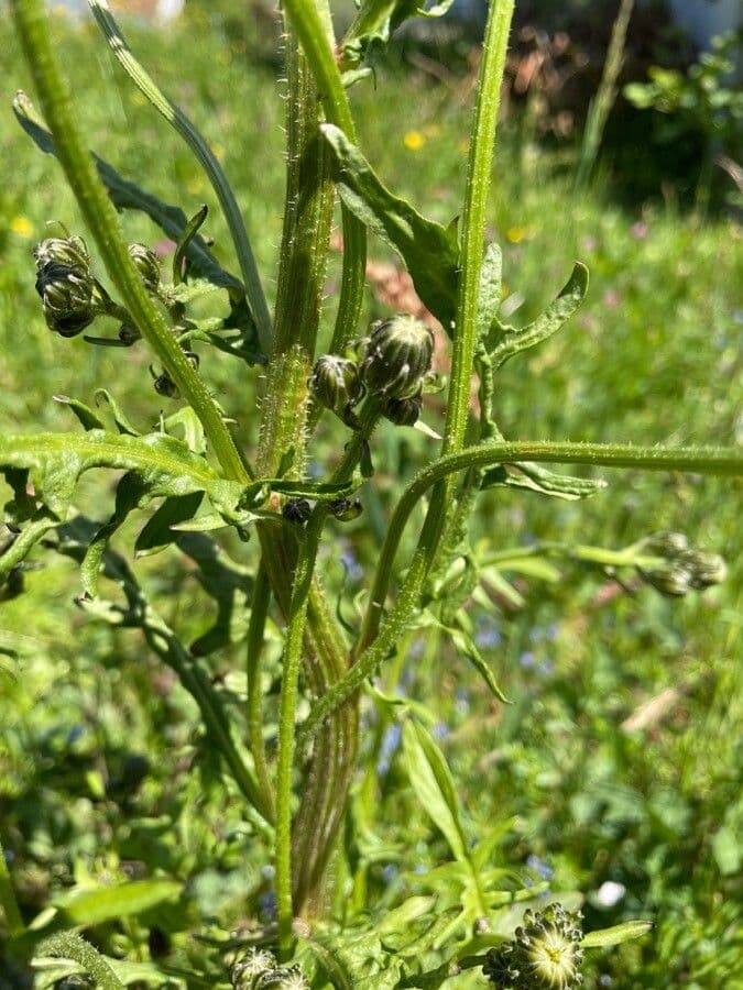 Radicchiella bienne 24