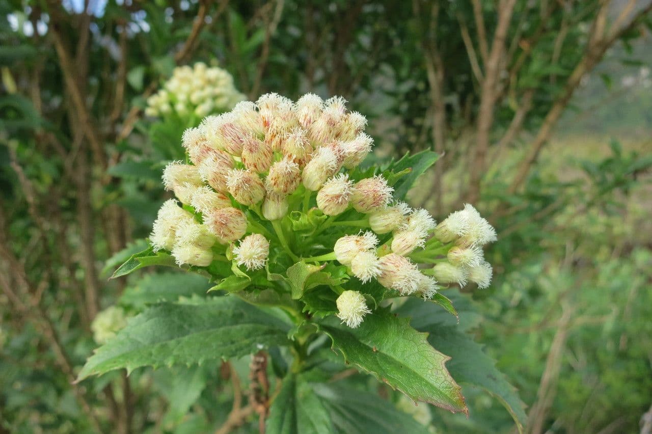 Baccharis