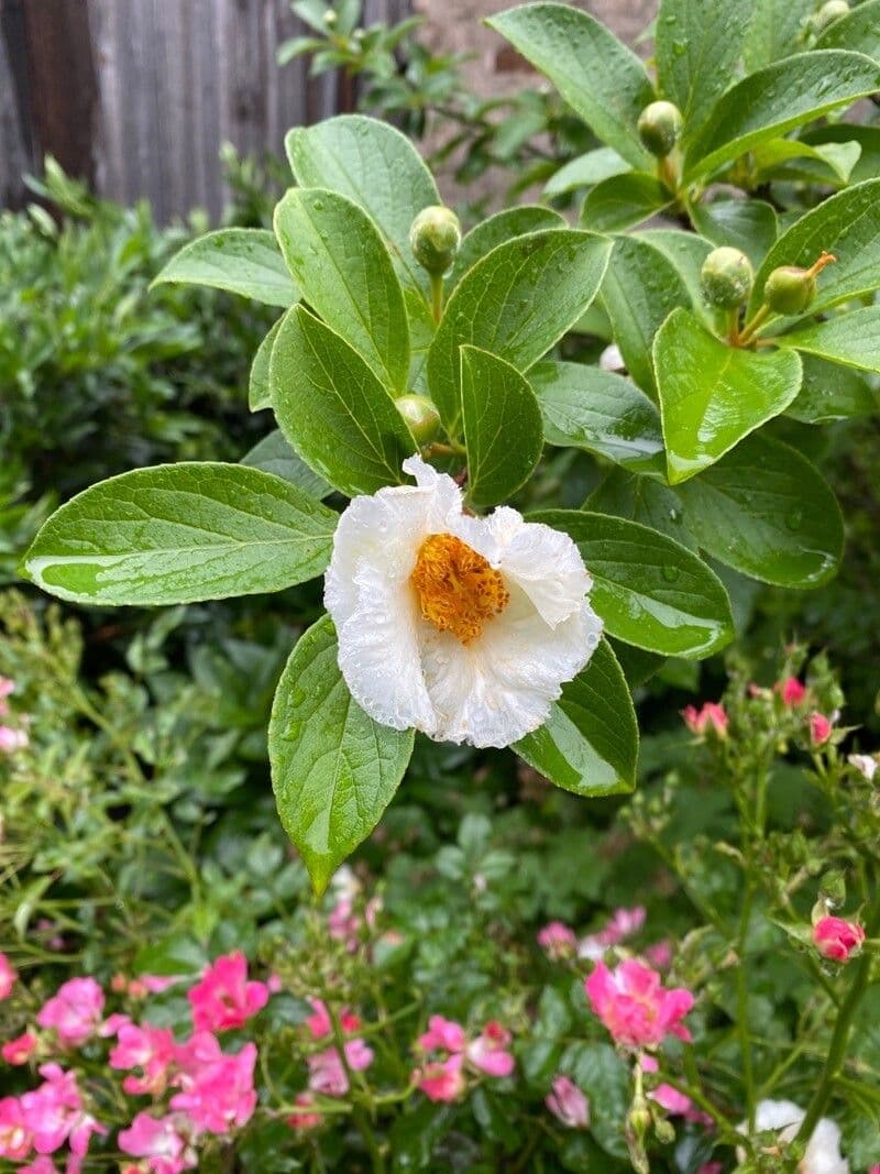 Stewartia monadelpha 4