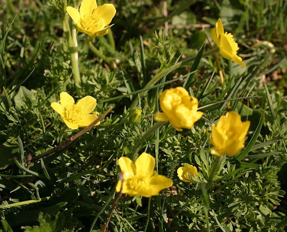 Ranuncolo millefoglie 11