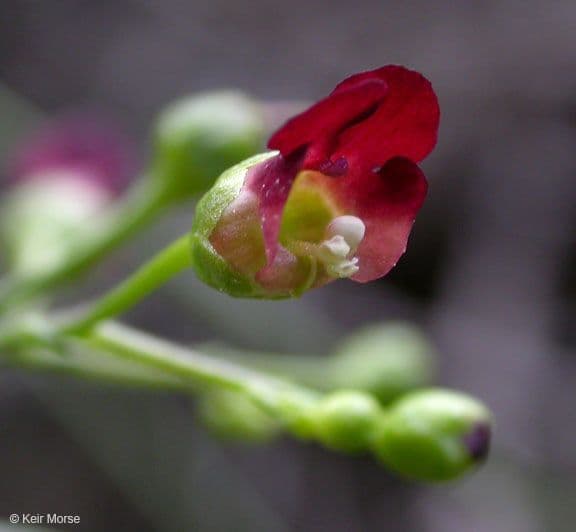 Scrofularia californica 2