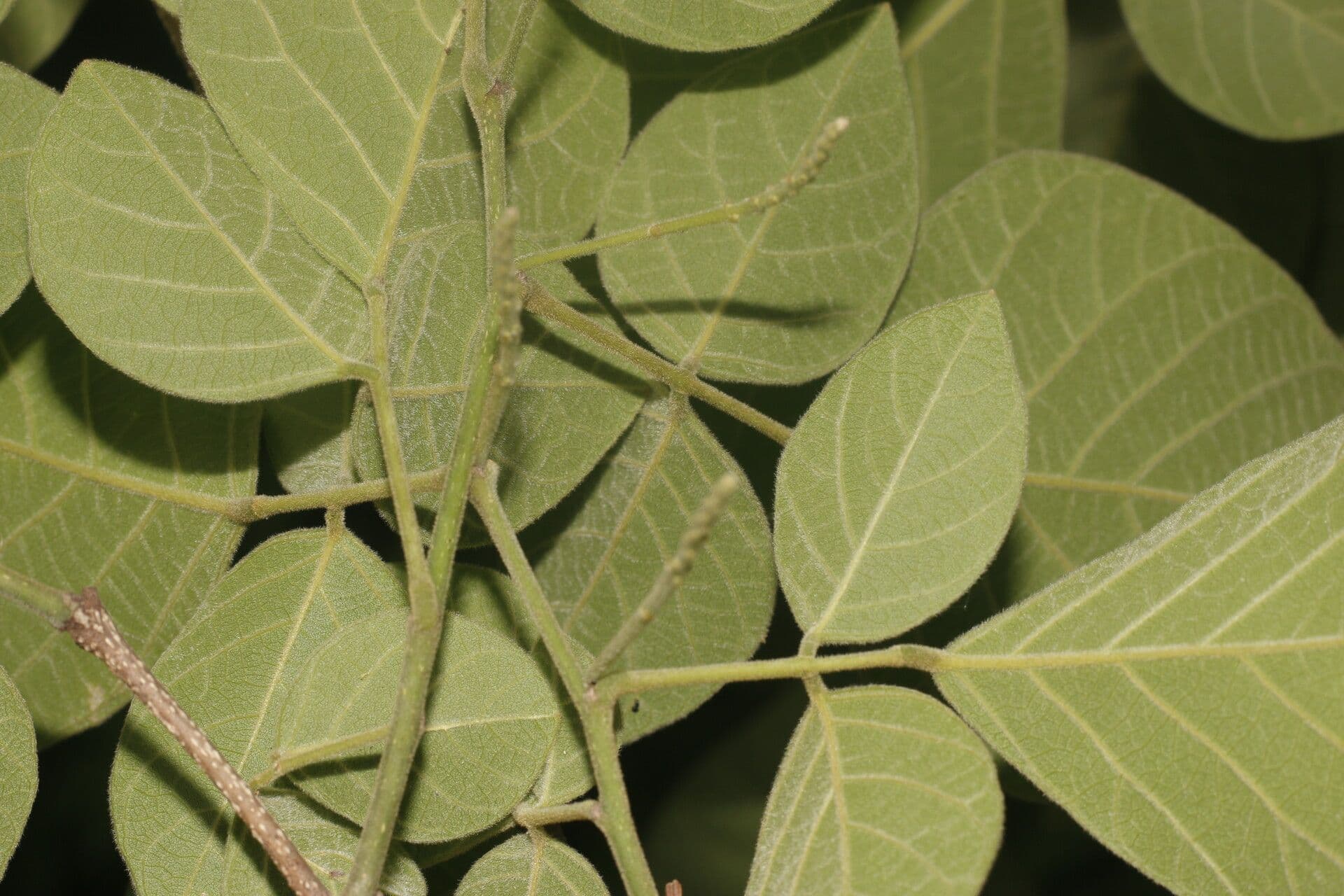 Lonchocarpus 7