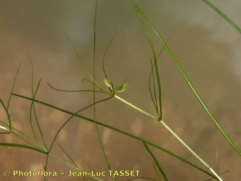 Zanichellia palustre 3