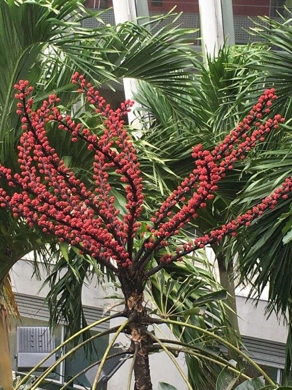 Schefflera 7