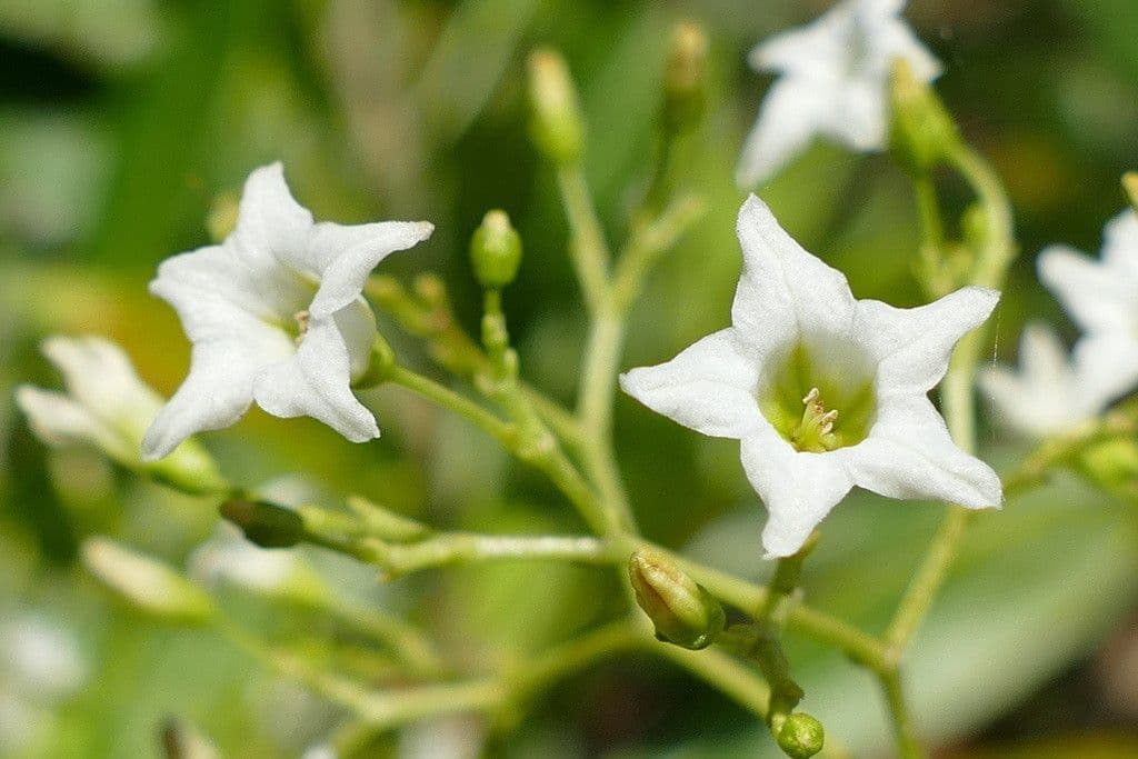 Duboisia 2