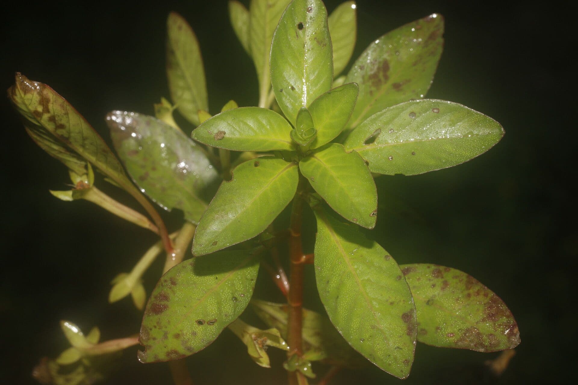 Ludwigia 8