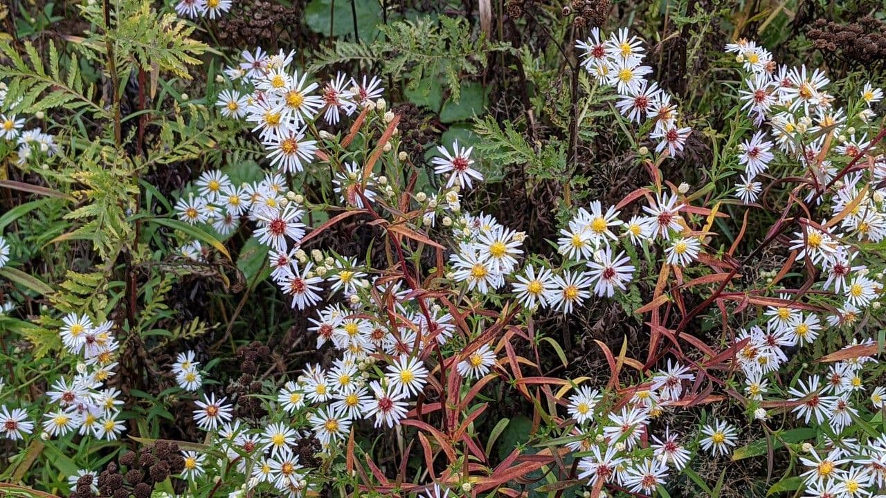 Aster lanceolato 13