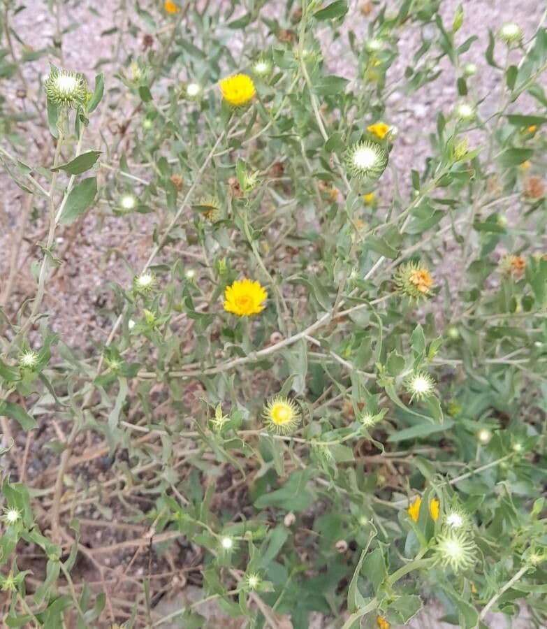 Grindelia 3