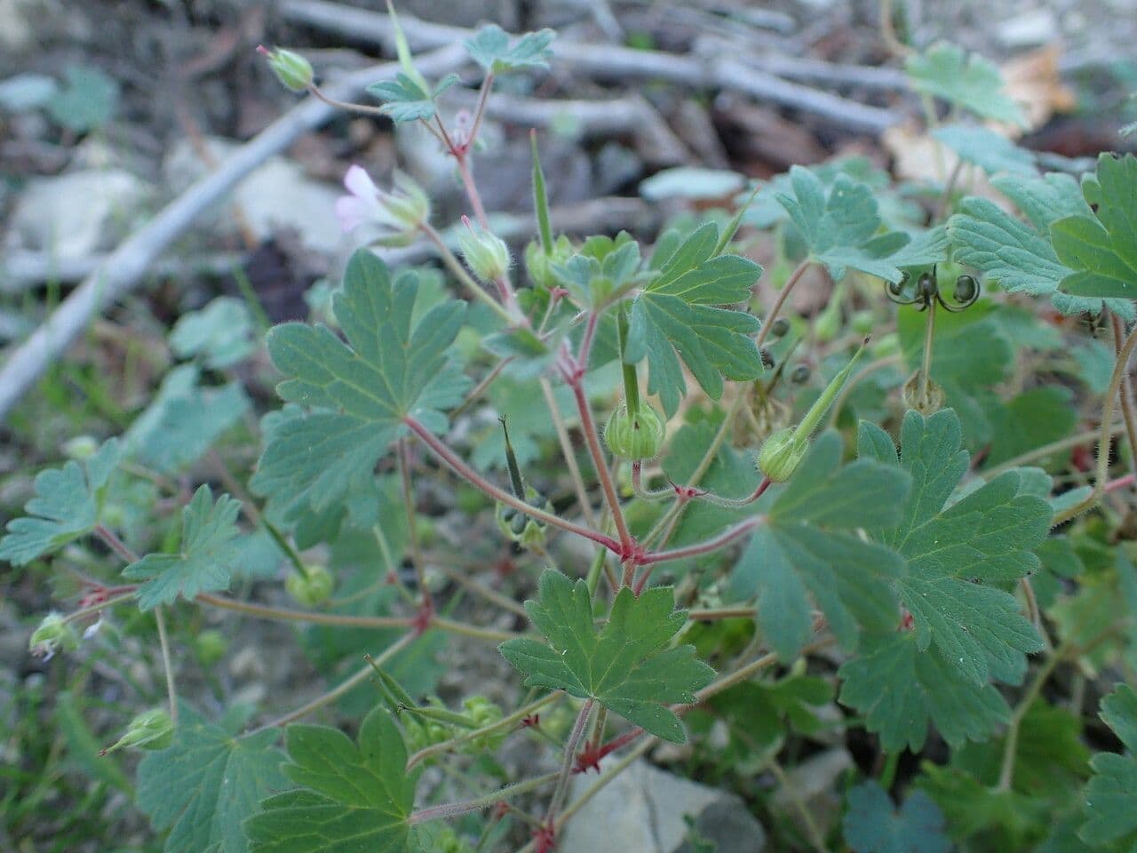 Géranium à feuilles rondes 30