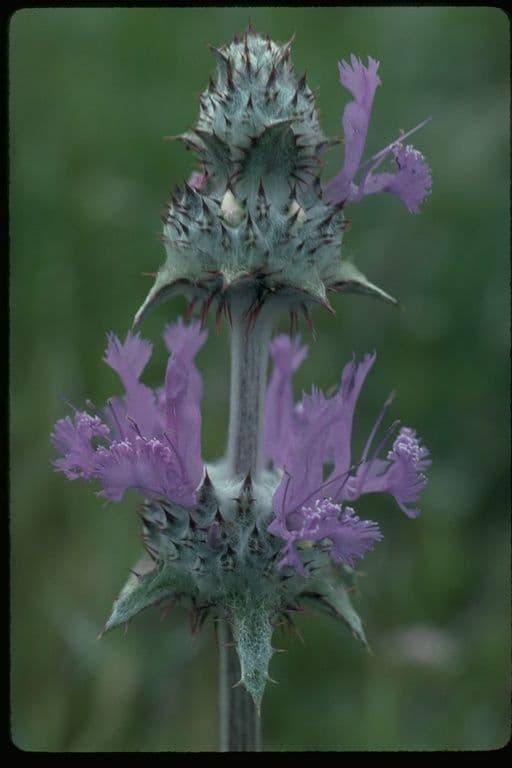Salvia cardo