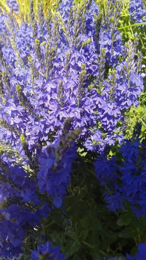 Veronica austriaca 23
