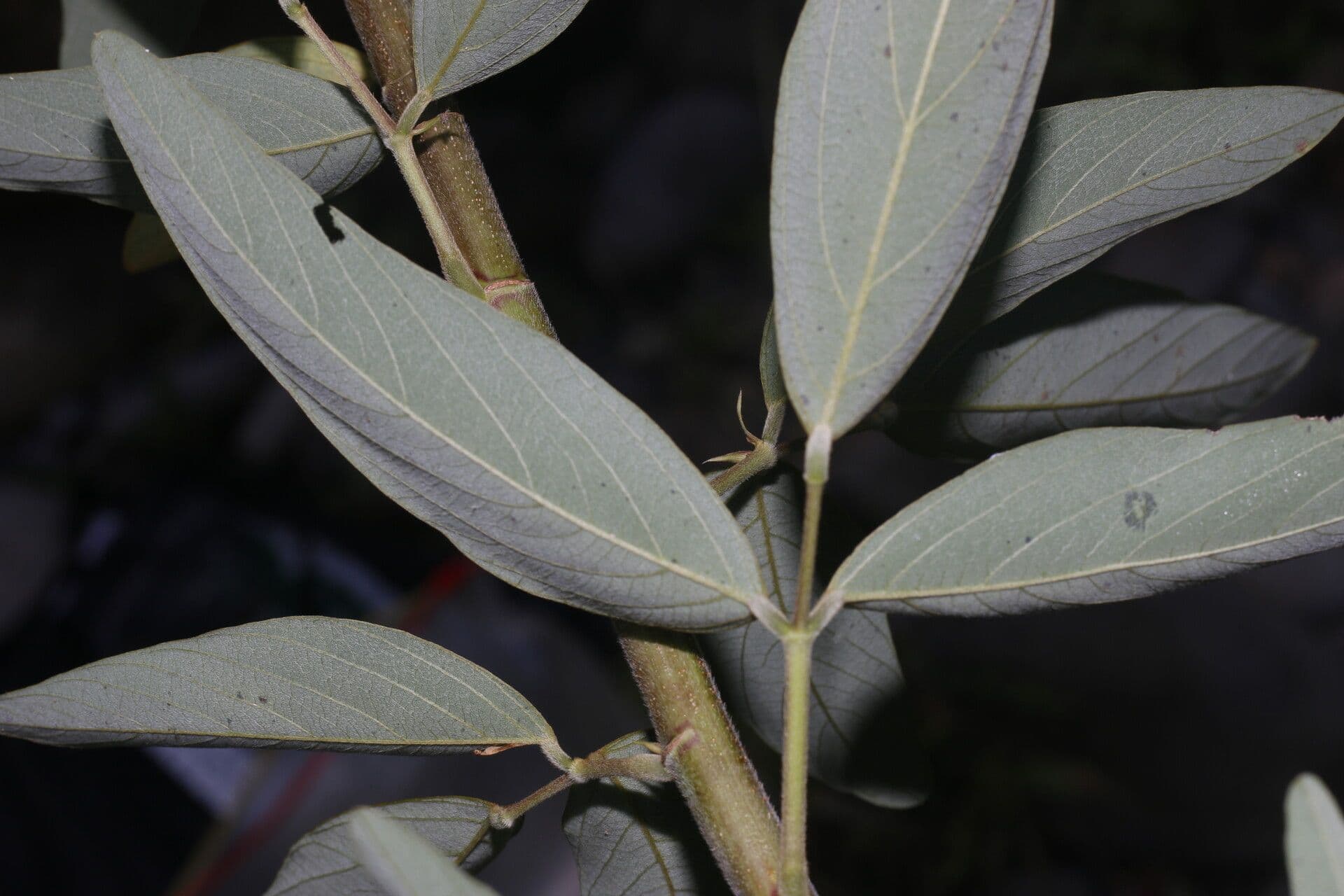 Desmodium cajanifolium 14