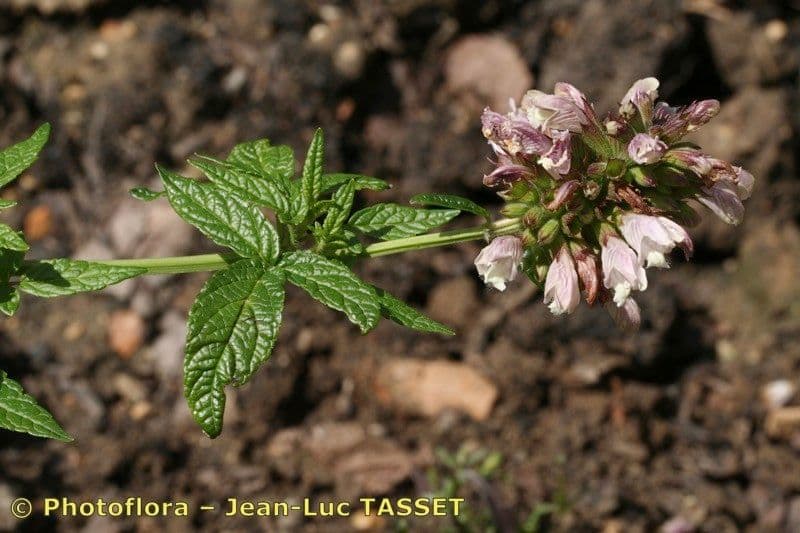 Cedronella canaria 20