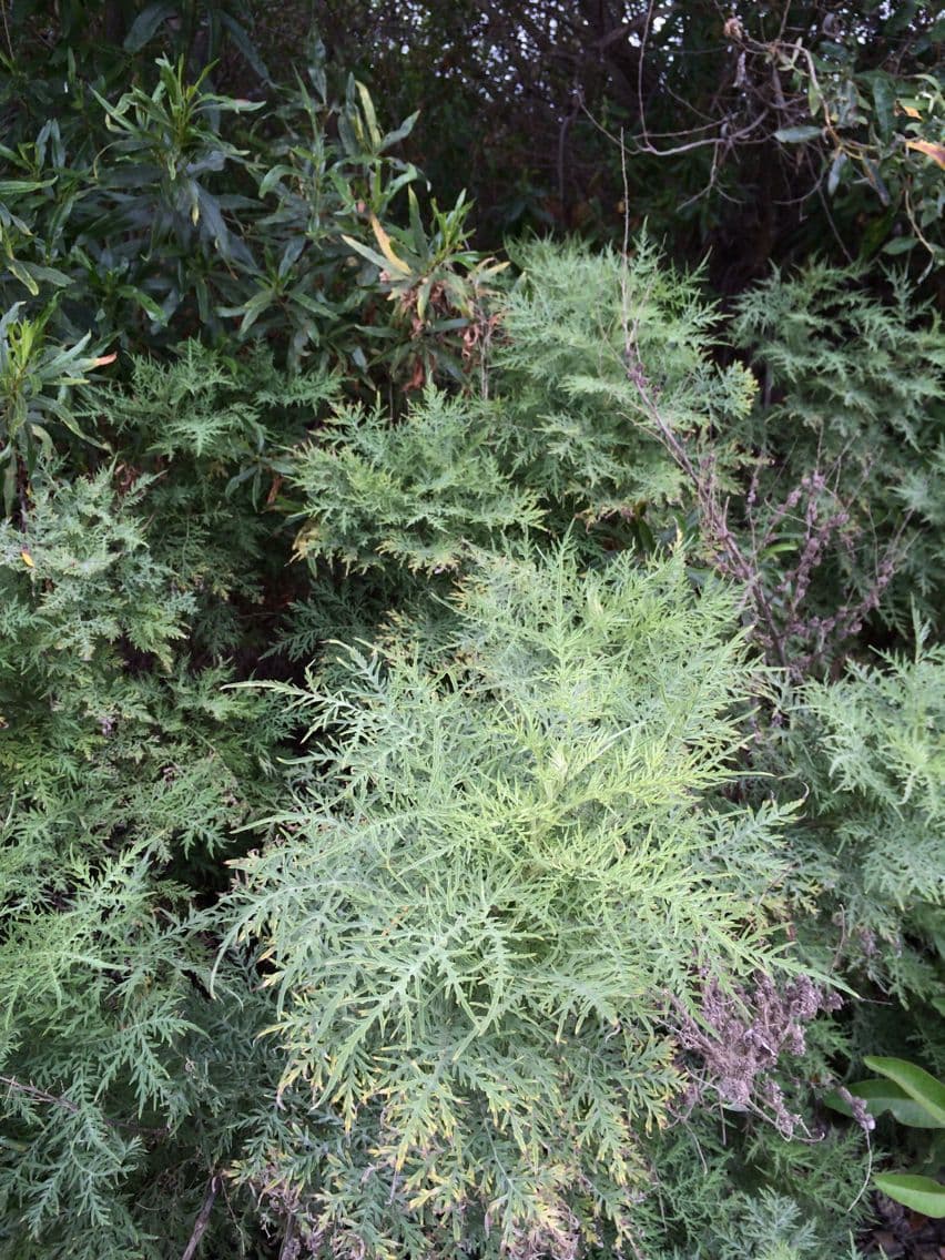 Bur ragweed 8