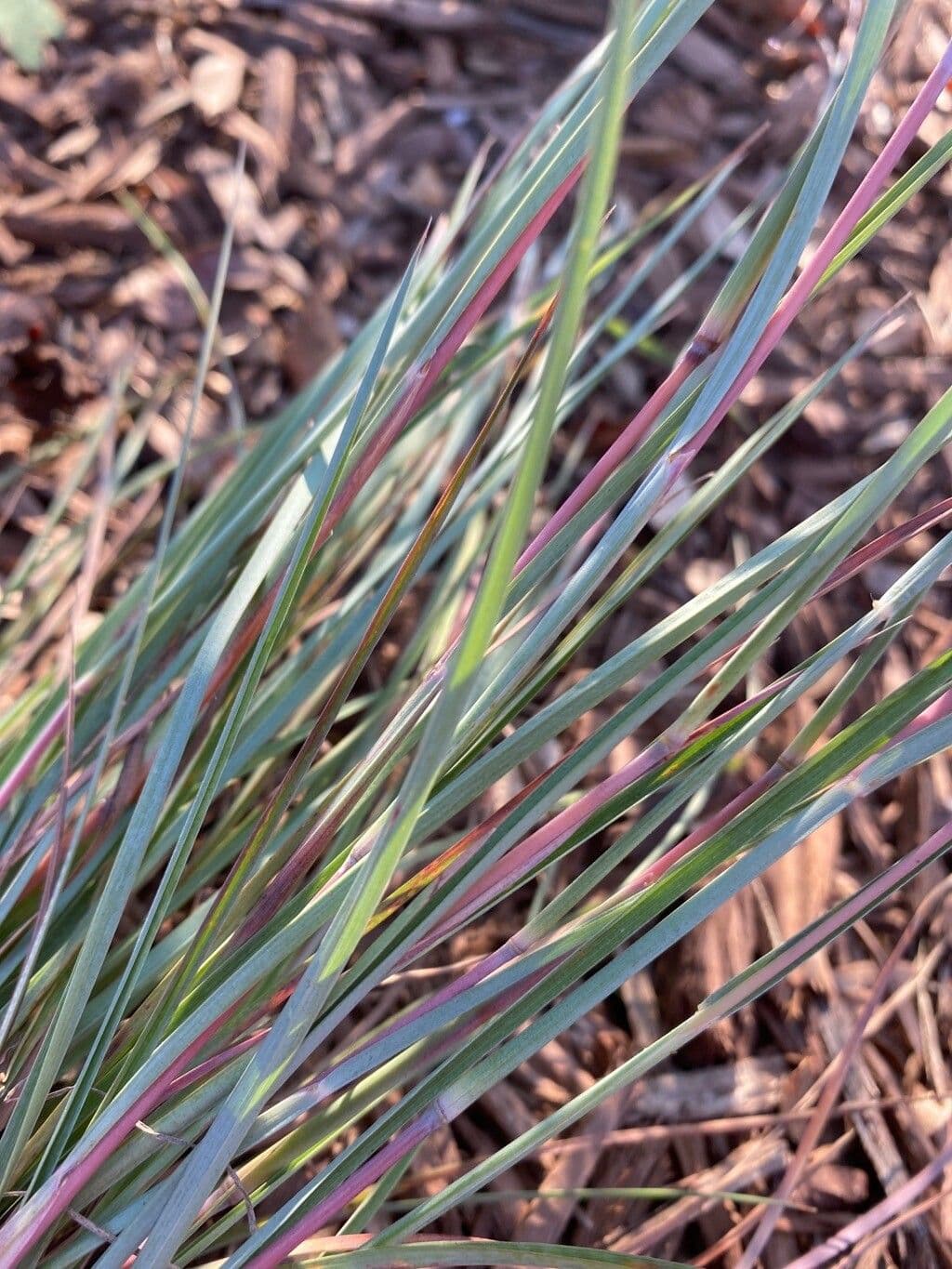 Erba della prateria 9