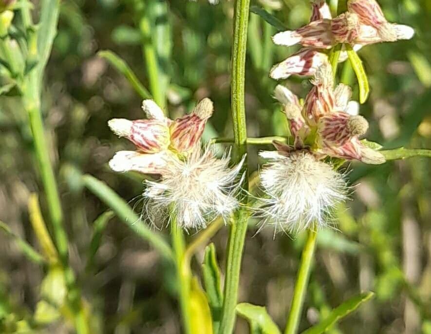 Baccharis 2