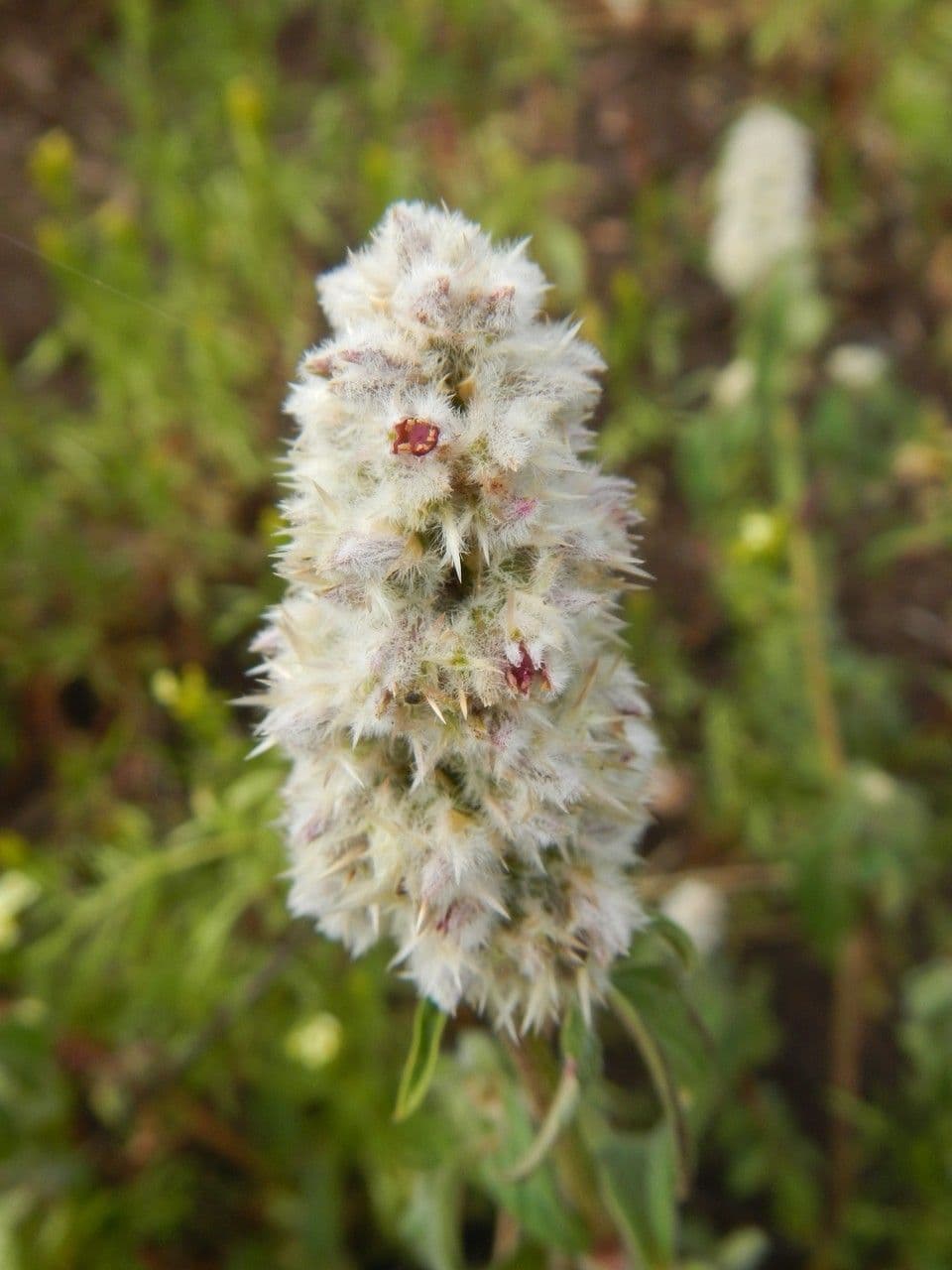 Cyathula