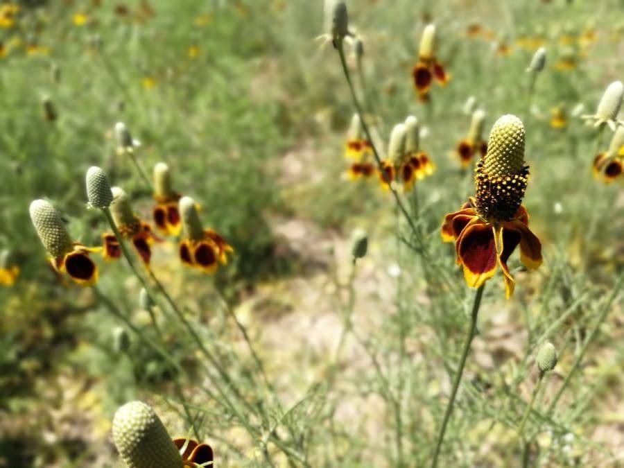 Ratibida columnifera 5