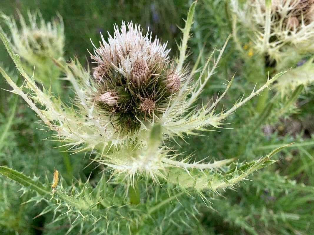 Cardo spinosissimo 8
