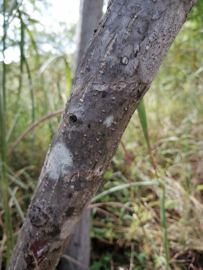 Myrospermum 9