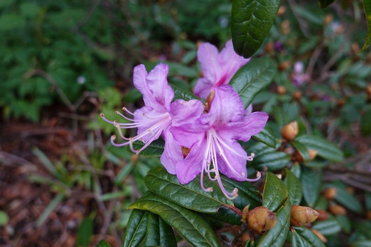 Rododendro 2