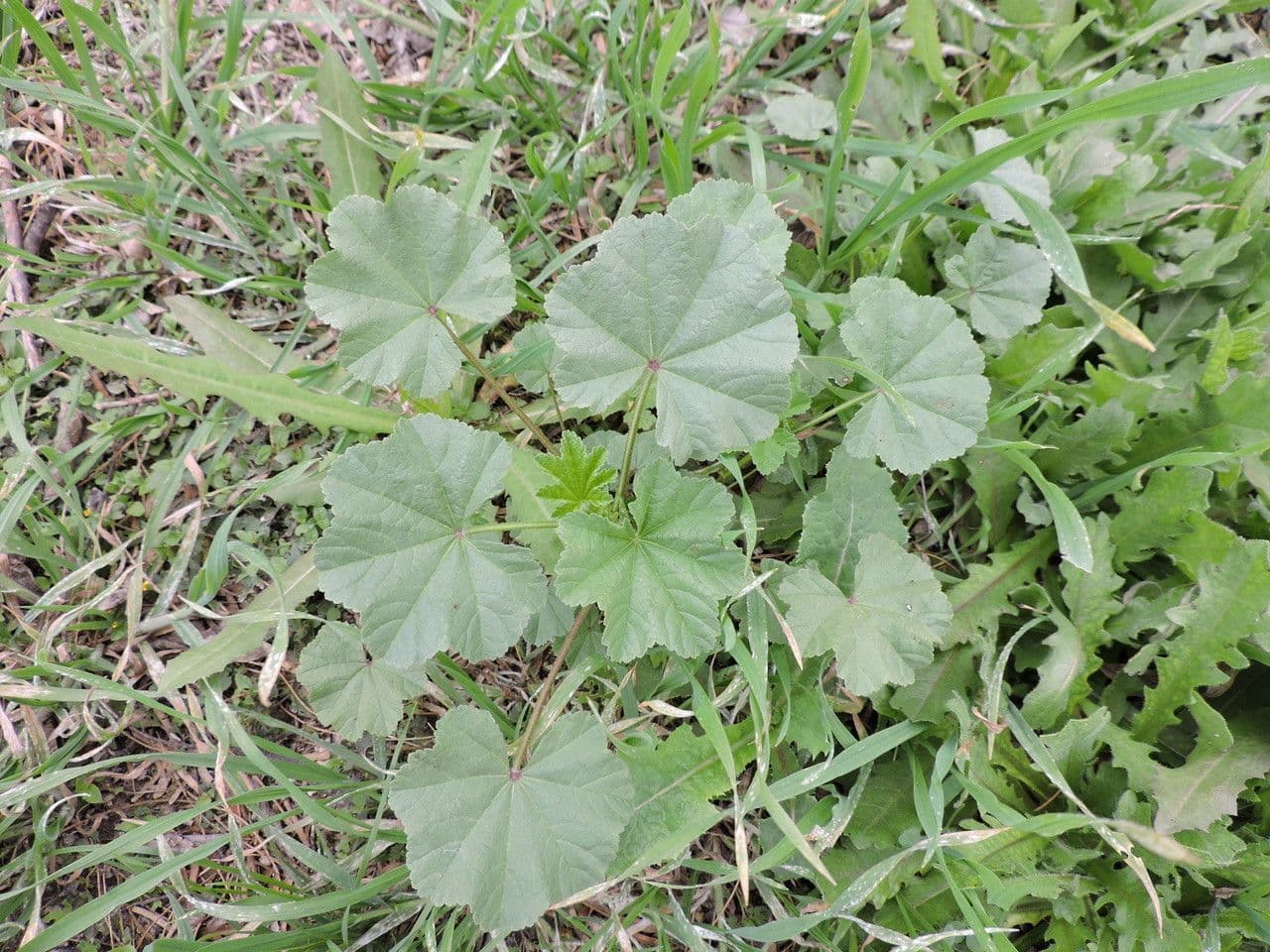 Malva pusilla 11