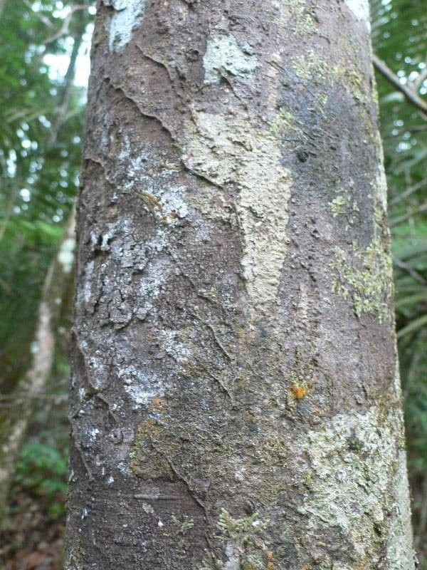 Ocotea 5