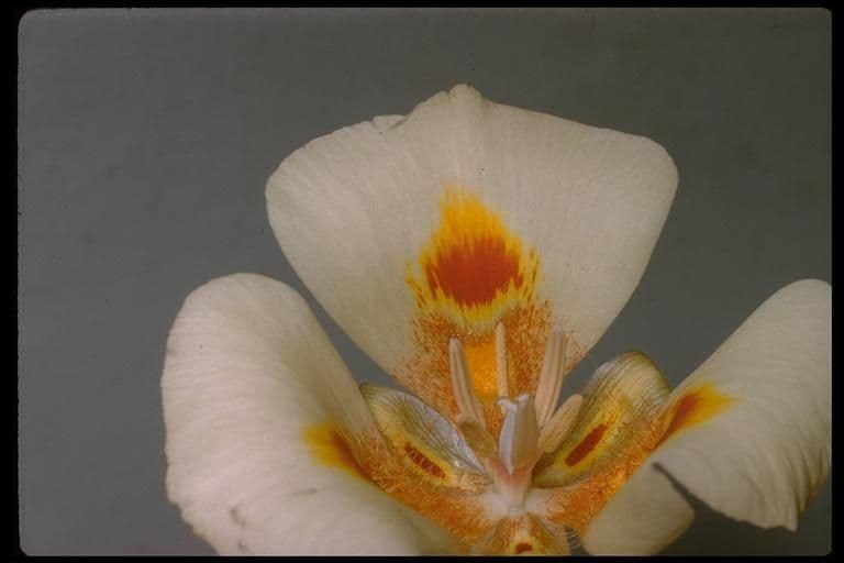Calochortus venusto 8