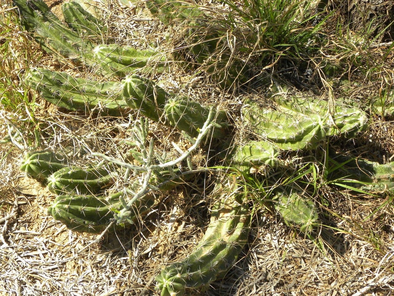 Cactus banana 7
