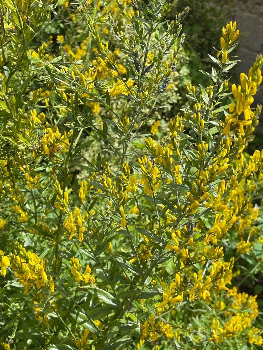 Ginestra 8
