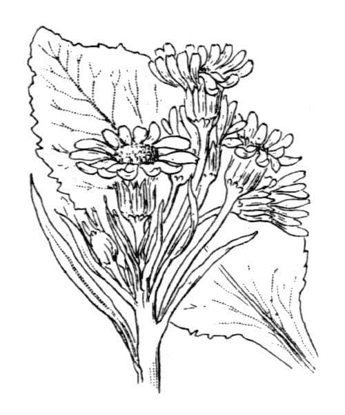 Tephroseris 14