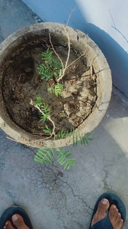 Vachellia gerrardii 6