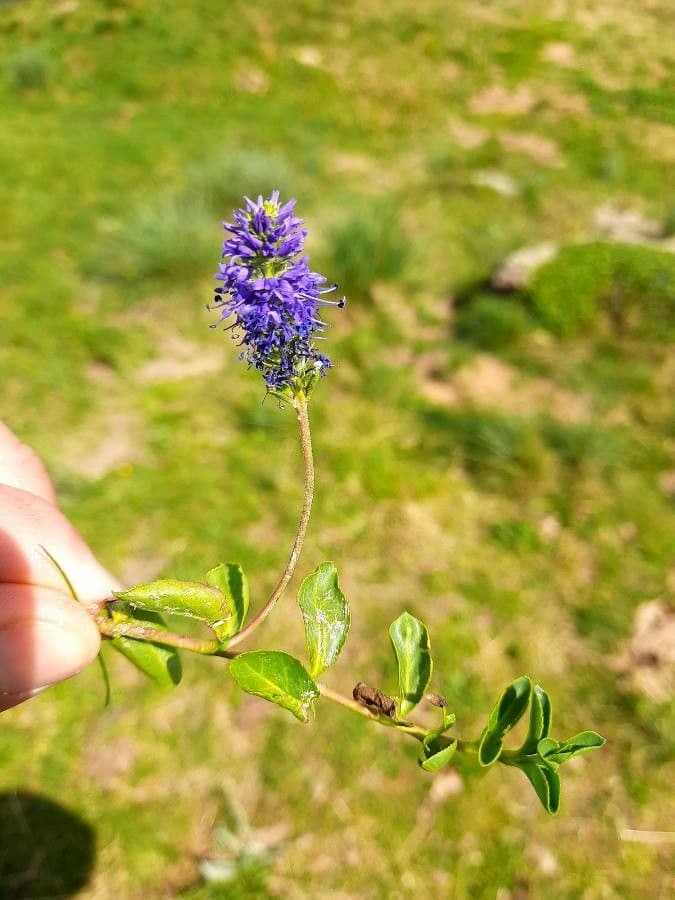 Veronica allionii 12