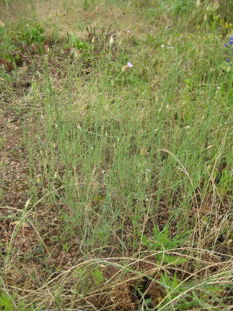 Garofano di Nanteuil 7