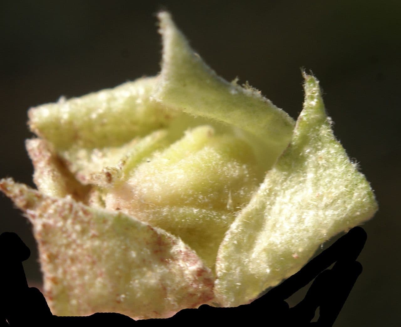 Malvella leprosa 3