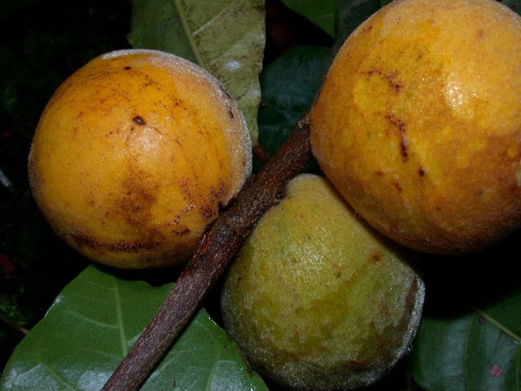 Pouteria durlandii 3