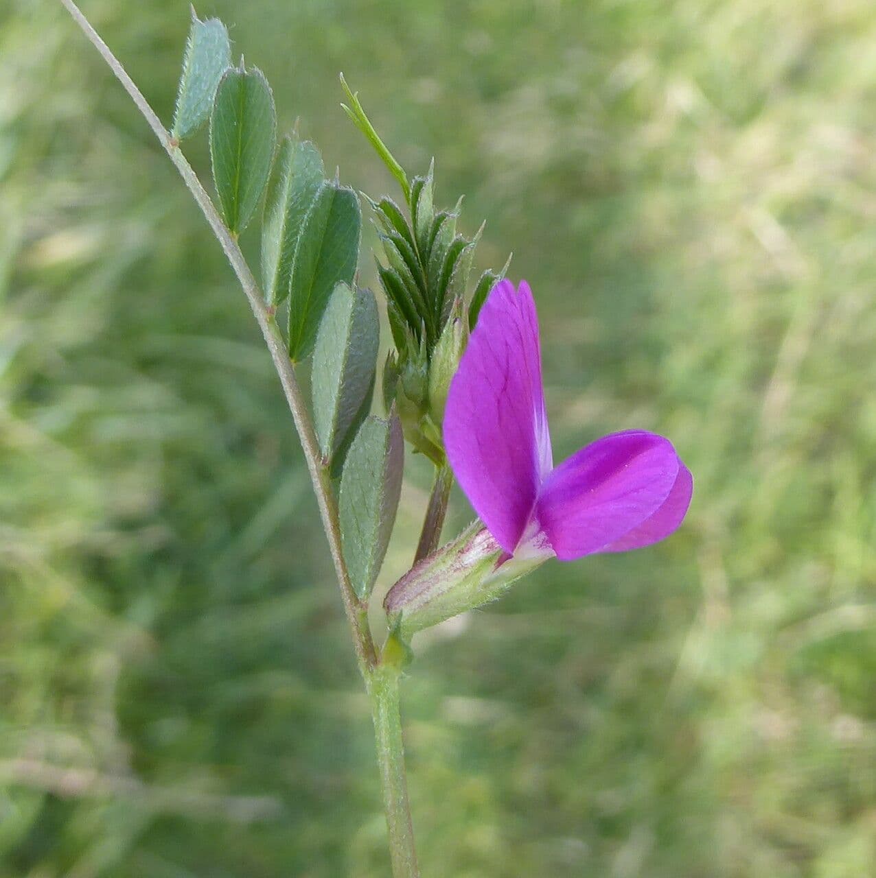 Vesce des Pyrénées 9
