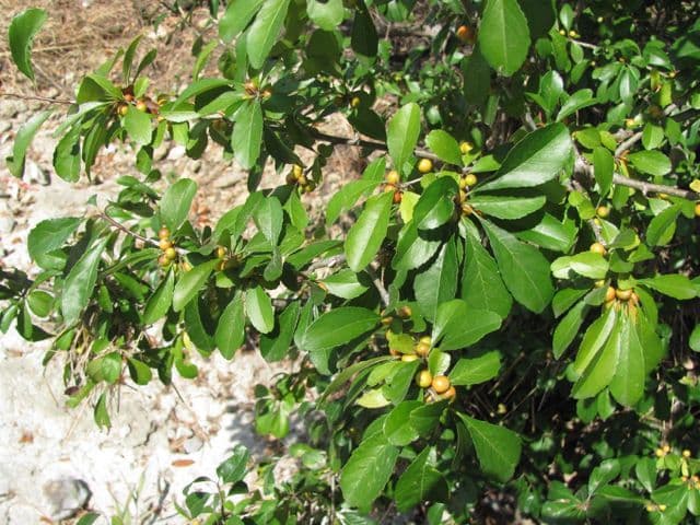 Ilex decidua 12