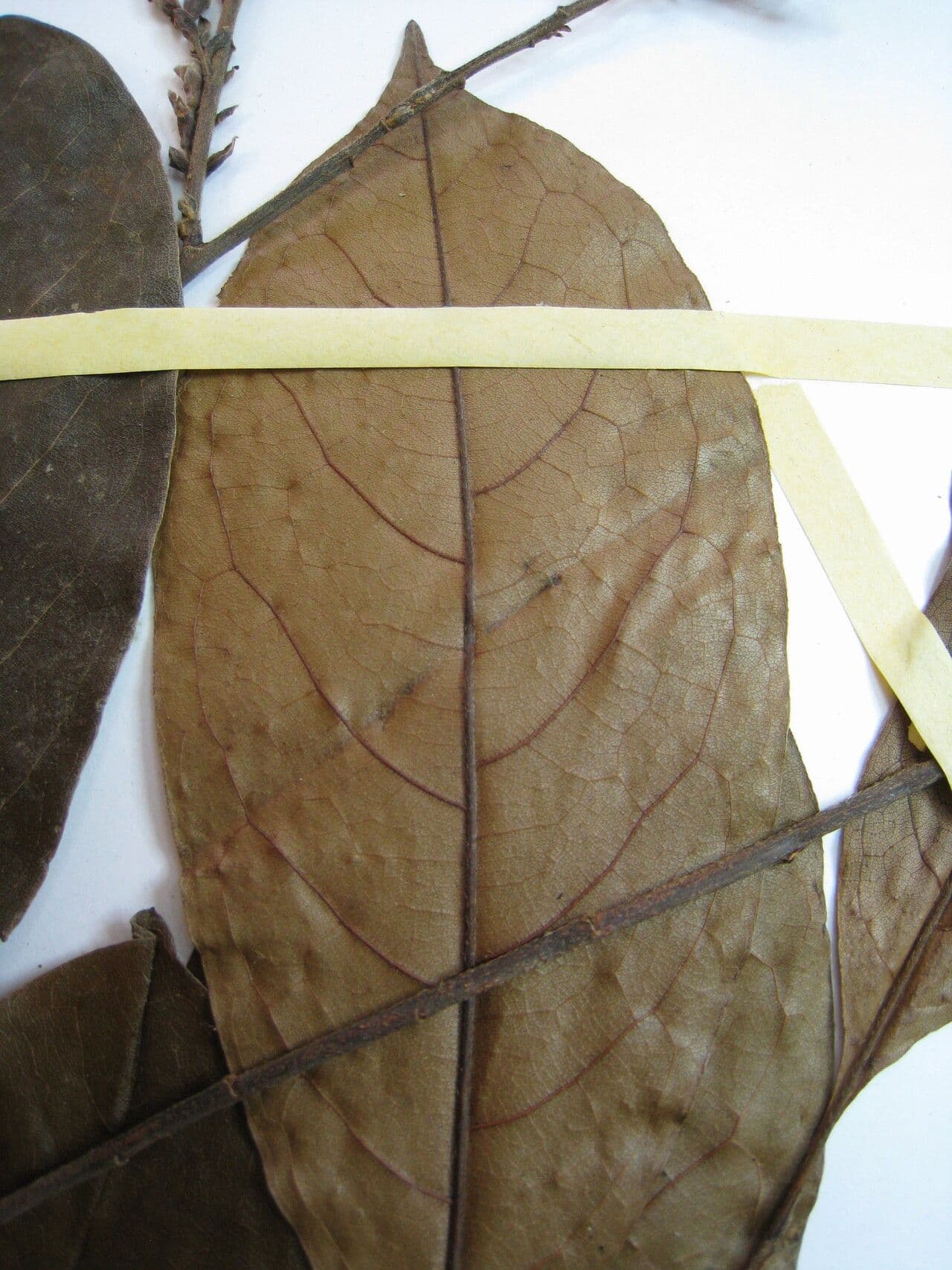 Hirtella 5