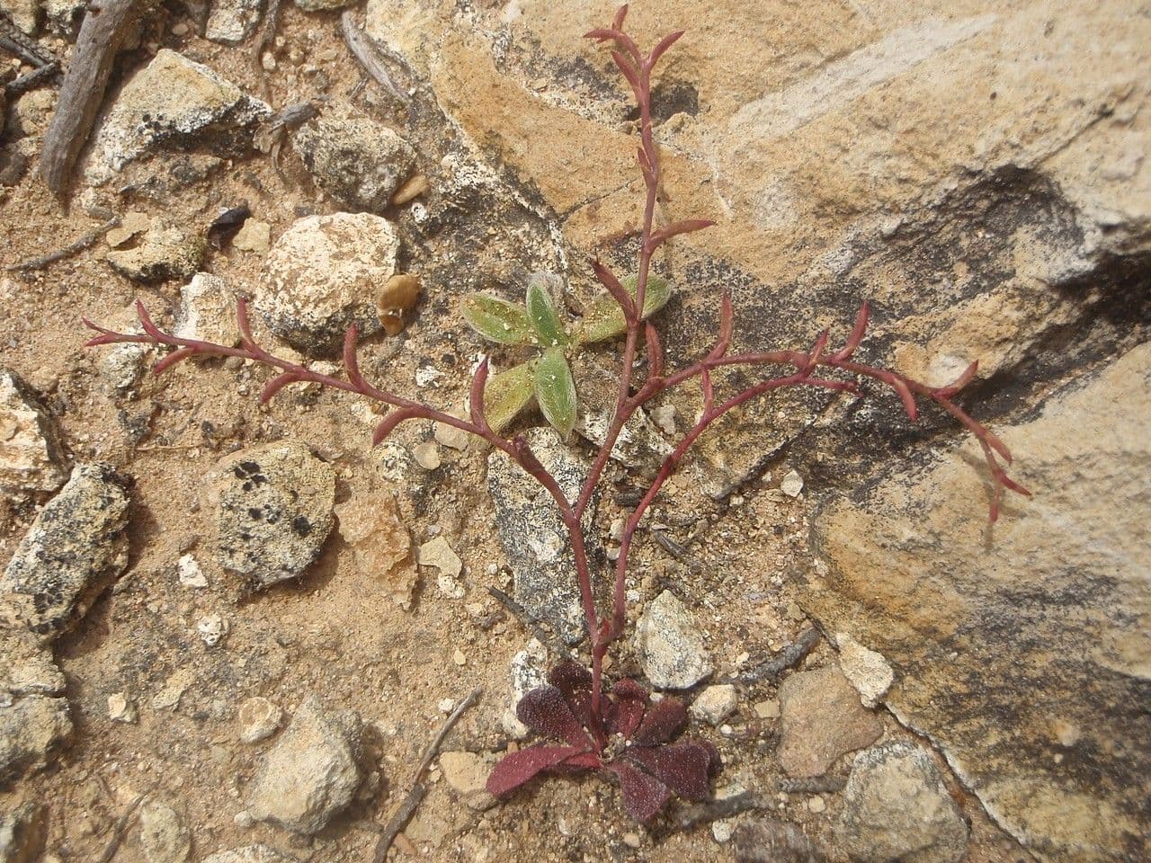 Statice 10