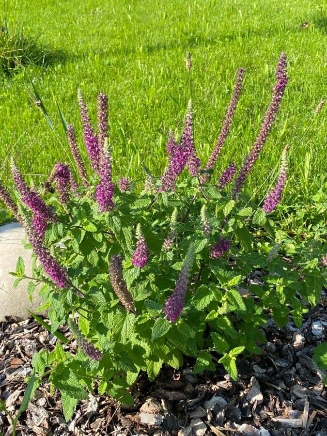 Teucrium hircanicum 7
