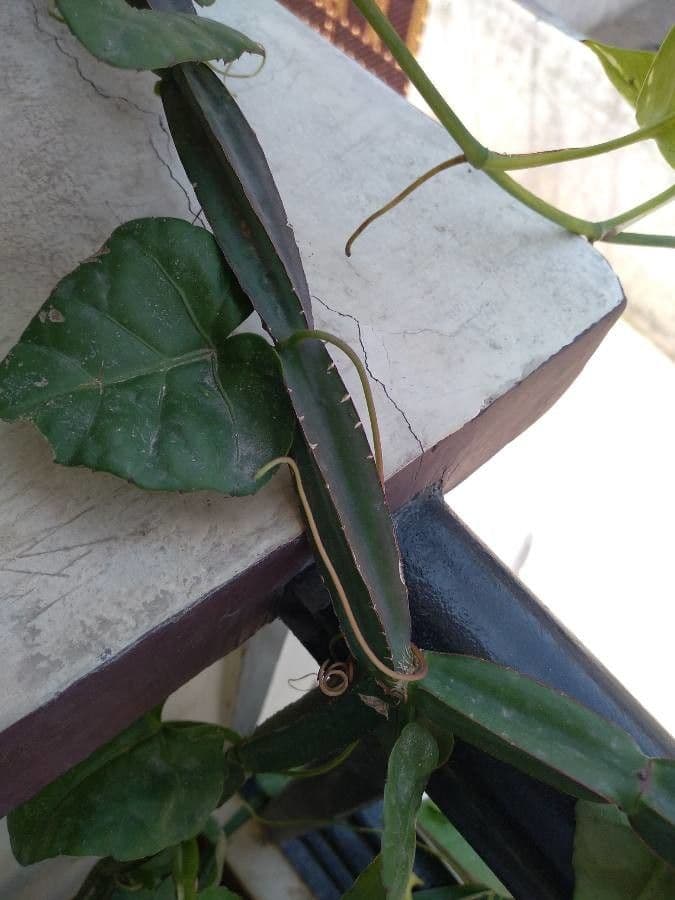 Cissus 29