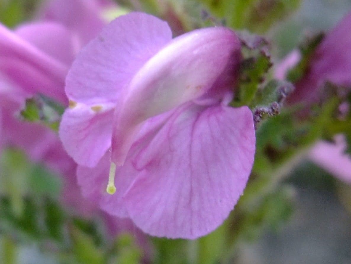 Pedicularis rostratospicata
