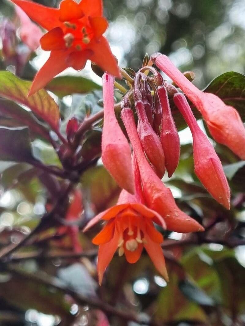 Fuchsien 26