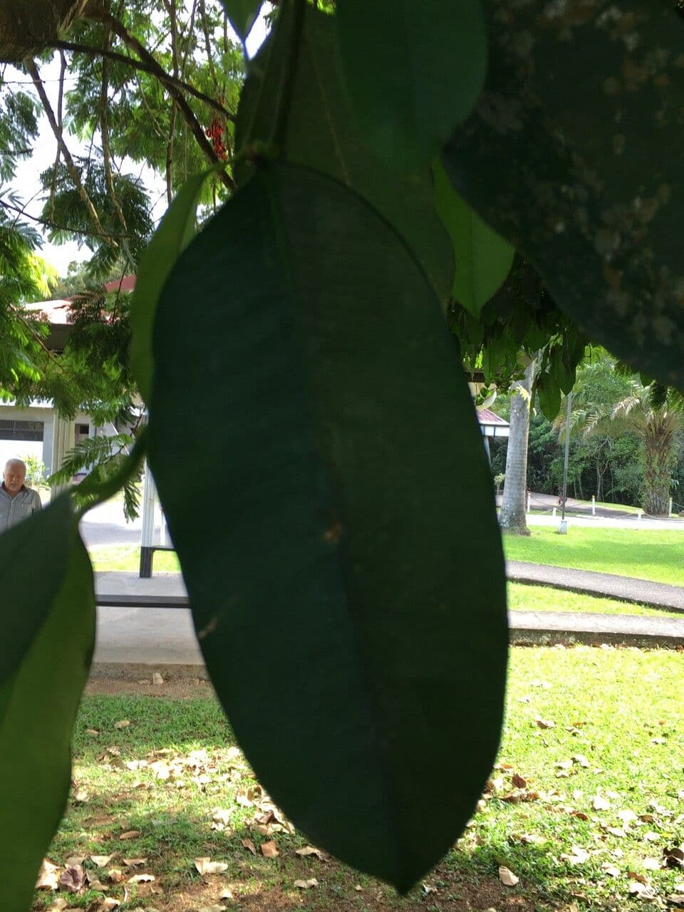 Garcinia 20