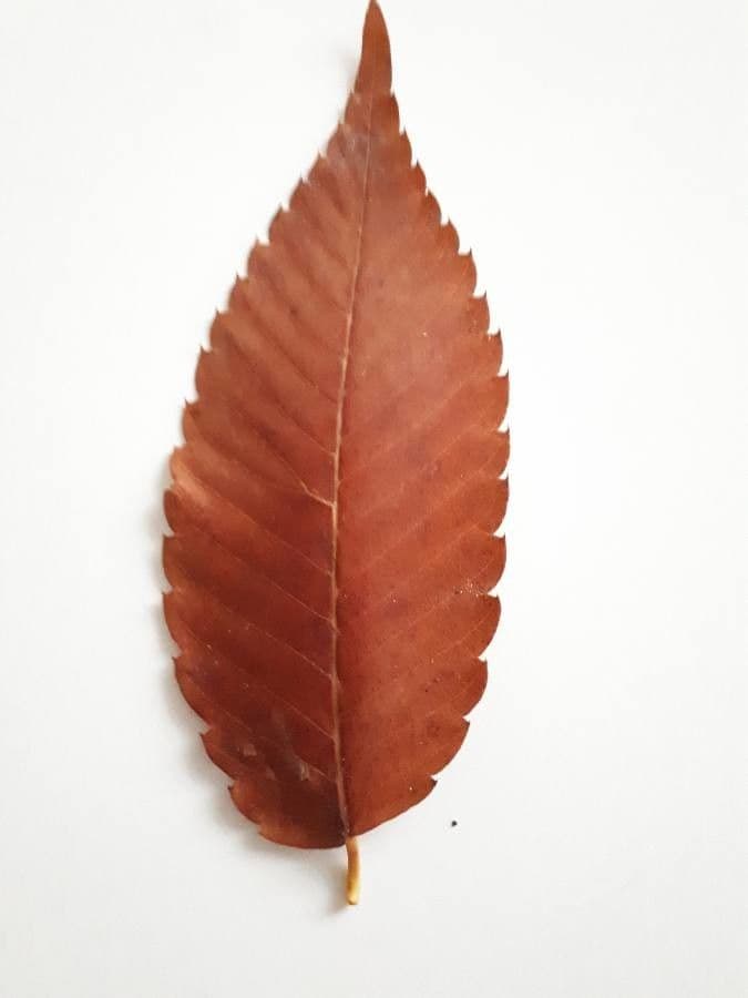Zelkova 18